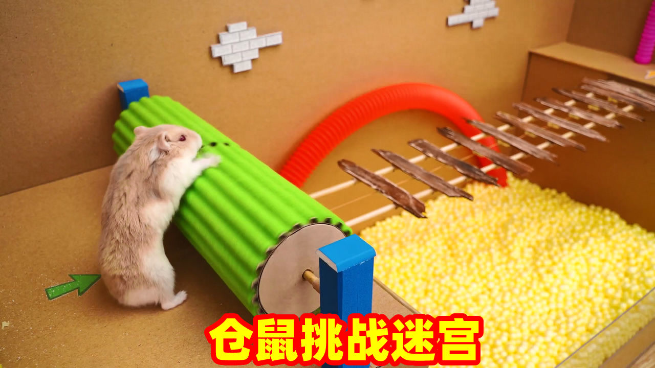 动物的智商有多高?看仓鼠挑战迷宫就知道了,大写的呆萌啊