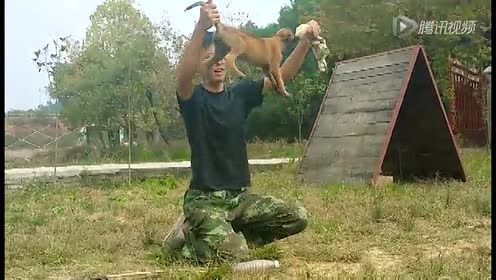 湖南湘南犬业小马 腾讯视频