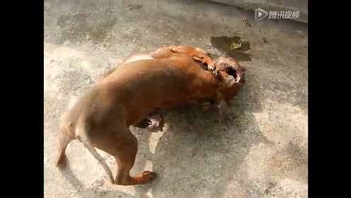 川东打架 川东猎犬(重庆犬)chongqingdog