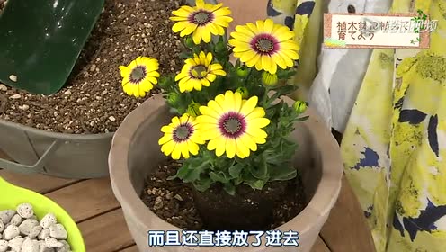 趣味的园艺 腾讯视频