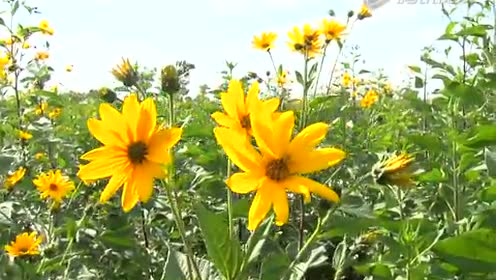 菊芋花开 腾讯视频