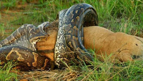 饥饿的老虎想吃蟒蛇,结果反被巨蟒缠死