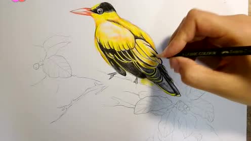 黄鹂鸟彩铅画图片