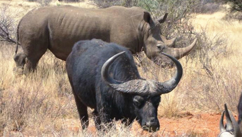 犀牛大战南非水牛,两头凶猛的食草动物打得不可开交