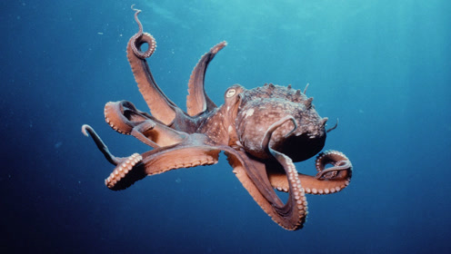 是什么让章鱼可以猎捕鲨鱼?不是亲眼看到真是不敢相信!
