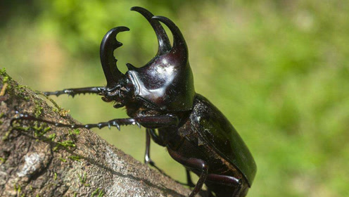 两只独角仙为争夺雌性,发怒一角顶飞对手