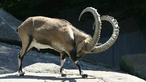 大角公山羊配偶权之争,一场斗争堪称一个传奇!