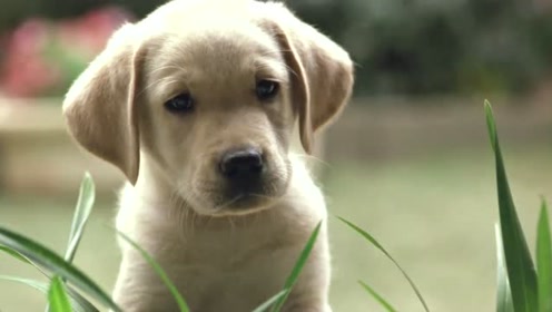 狗年推荐狗狗电影,《导盲犬小q》日本最卖座的狗狗电影