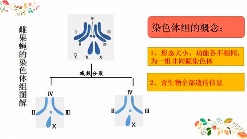染色体组的概念和判断 腾讯视频