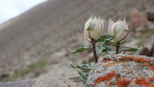 1500年前没有创可贴,古代人用啥止血?你听过血竭吗?