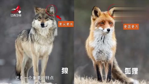狐狸有哪些特征 与狼和狗又有哪些区别 腾讯视频