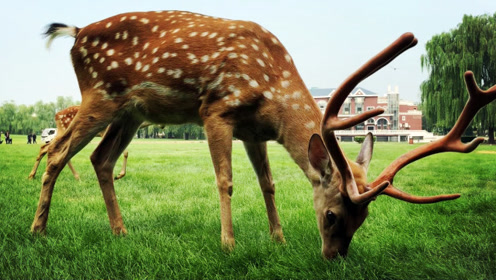 在之禾王大陆,不不!是 "鹿大王"