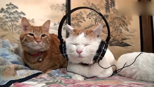 猫咪戴耳机的样子,萌翻了所有人,网友:好想组团去偷猫