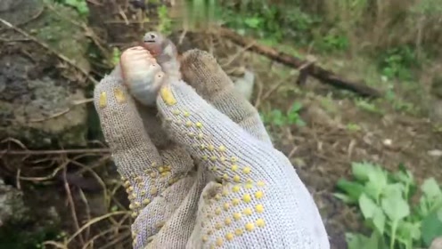 不知道这种虫子能不能吃?从粪堆里刨出来的!