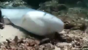 一只鲨鱼在鱼翅被割除后，被人扔下海