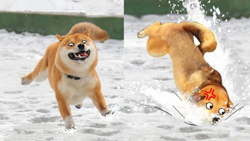 下雪天汪星人摔个狗啃泥!宠物过冬趣事多!