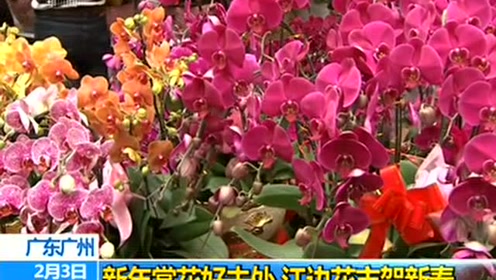 新年花市 腾讯视频