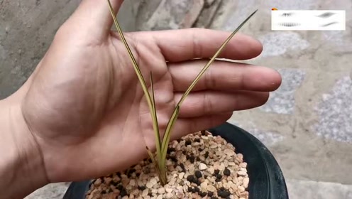 稲叶友 腾讯视频