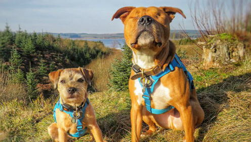 英国猎狐犬暖心守护主人家失明狗友不让其受伤害