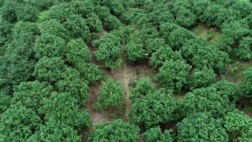 超大超甜!比乒乓球还大的西炉东魁杨梅终于上市!错过七天等一年