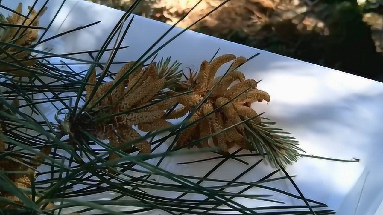 松花粉(松科松属植物)_搜狗百科