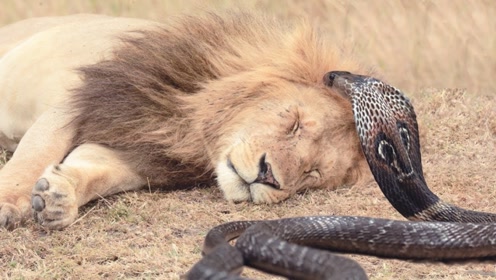 狮子被眼镜蛇咬了一口,整个就"不行"了,狮子:含笑半步颠?