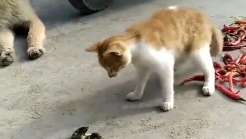 猫蛇大战 腾讯视频