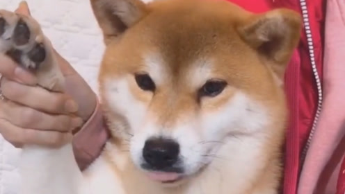 萌柴犬 腾讯视频