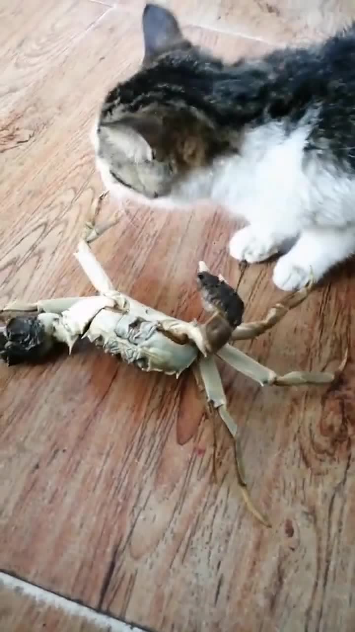 猫螃蟹只要你翻过来我就不吃你了