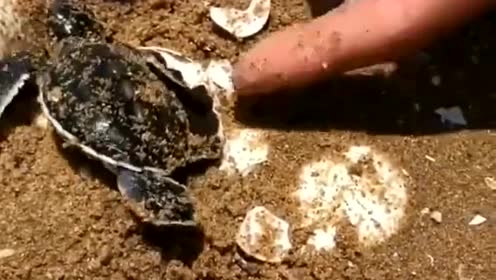 海龟蛋 腾讯视频