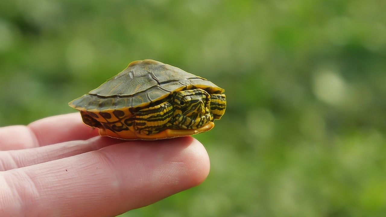 男子野外捡到"迷你龟",带回家养了2周后,性情大变!