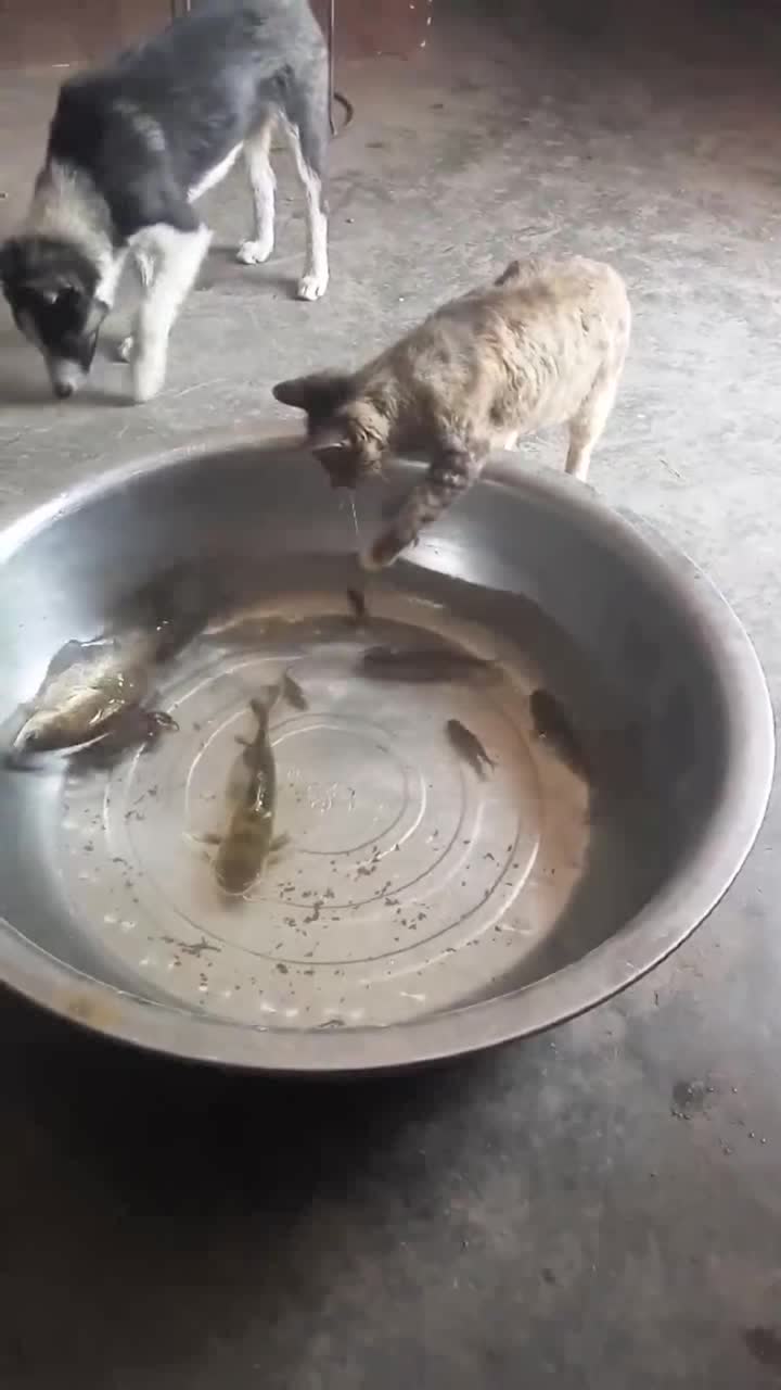 小猫抓鱼的过程图片