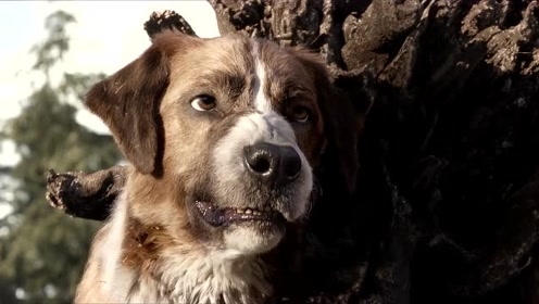 上传者:品品好电影时 间:2020-05-16野性的呼唤:传奇狗子巴克第一次拉