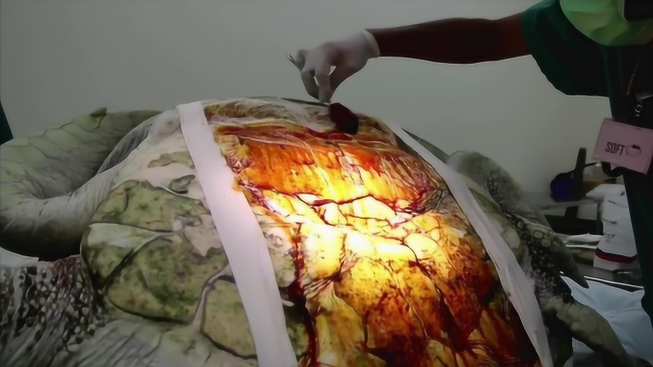 一只25年老龟在寺庙中突然死亡,当切开肚子,里面竟全是宝贝?