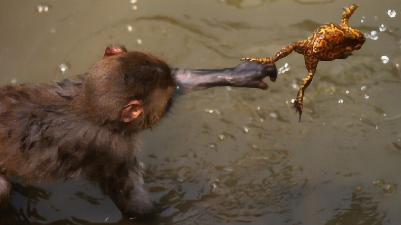 猴子捉蟾蜍来玩弄,猴子见它不圆润,麻麻赖赖,网友:好好盘它!