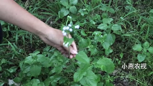 白花草 腾讯视频