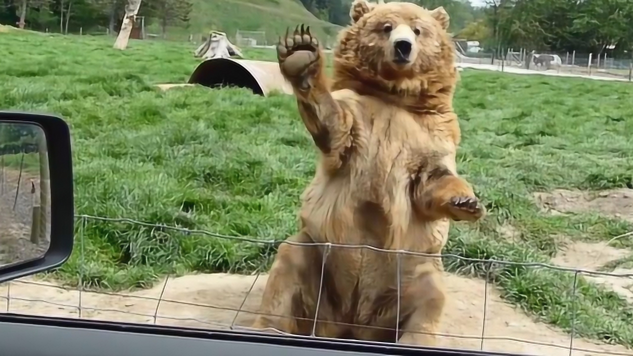 在俄罗斯熊非常有礼貌,它甚至还主动和人打招呼,太可爱