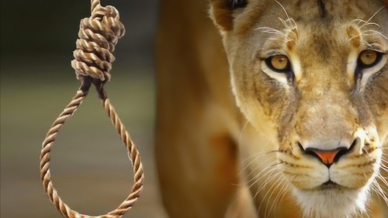 生活压力太大?动物园里狮子上吊自杀身亡,真相曝光网友愤怒不已