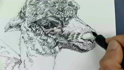 06钢笔画:羊驼