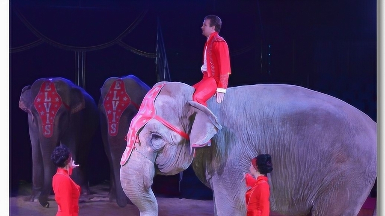 马戏团意外事件,表演时猛兽突然暴动,镜头记录全过程!