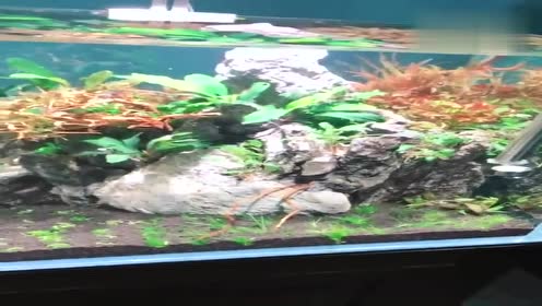 底滤水草缸 腾讯视频