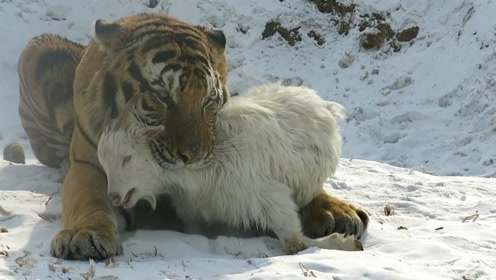 动物园活羊扔进虎园,被28只老虎当场分尸,场面太残忍了