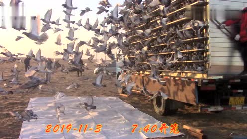 蓝天翔羽公棚16 腾讯视频