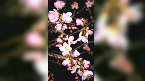 黑幕素材 腾讯视频