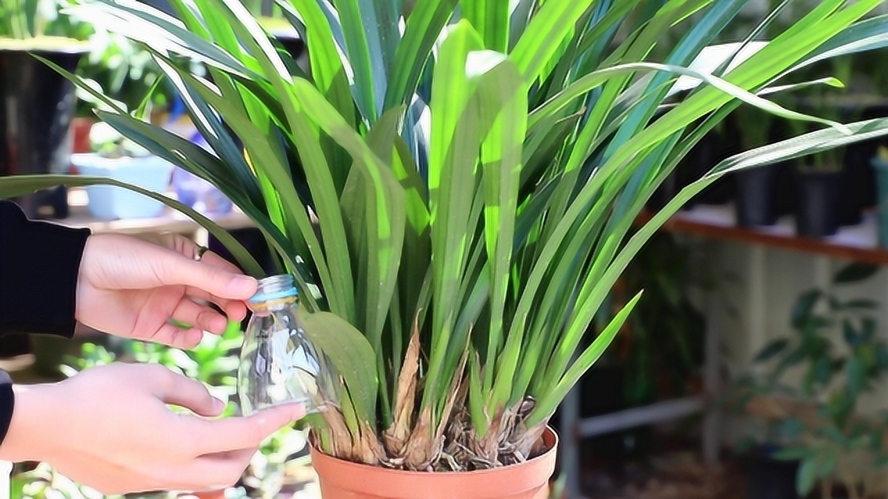 养兰花,巧用1奇招,护花苞,花儿上色"着金装"