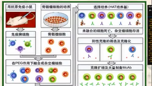 动物植物细胞 腾讯视频