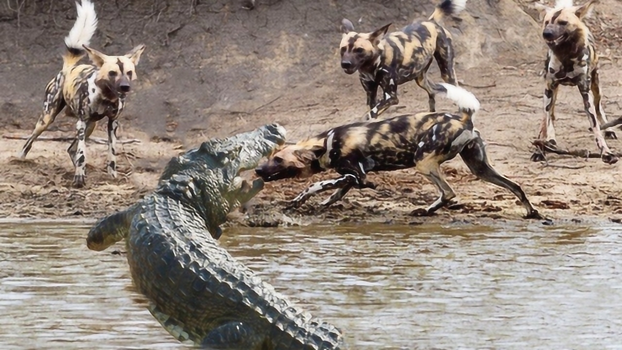 饿了10天的野狗,去偷袭晒太阳的鳄鱼,好戏刚刚开始!