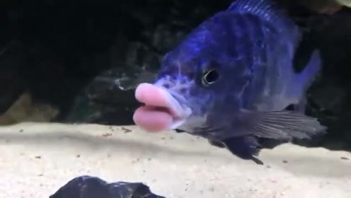 鱼嘴唇 腾讯视频
