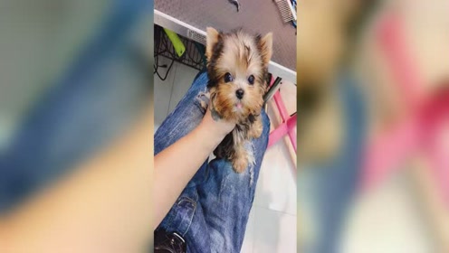 约克夏美容教程 腾讯视频