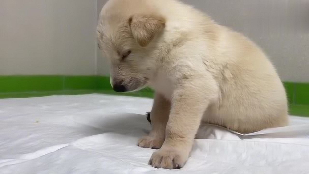 小奶狗打瞌睡,困得都撑不住了还在坚持,像不像上课犯困的你